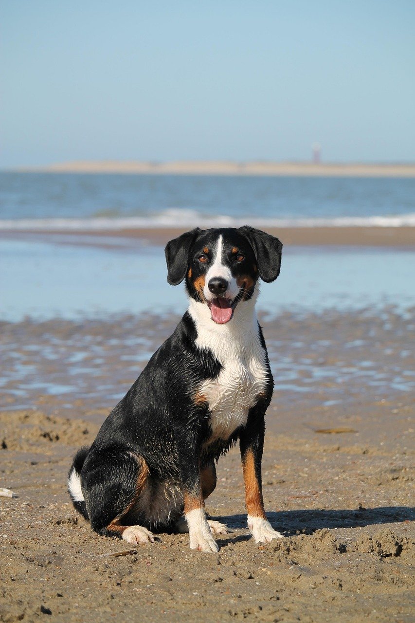 dog, beach, sea, domestic animal, animal, water, appenzeller, pet, mountain dog, nature, portrait